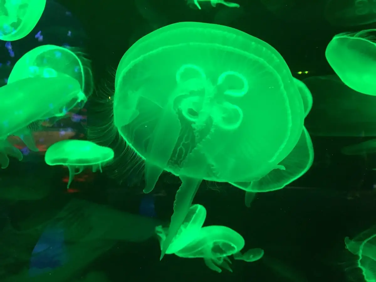 loro-parque-mit-kindern-auf-teneriffa-medusa