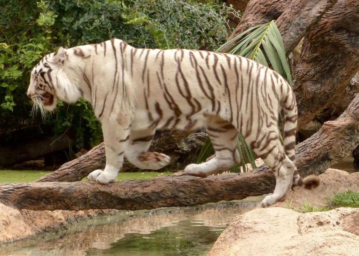 loro-parque-mit-kindern-auf-teneriffa-sibirischer-tiger