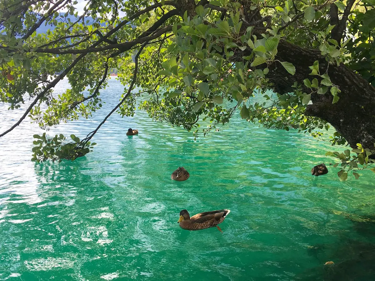 Slowenien Urlaub mit Kindern - Wasserfarbe Bleder See