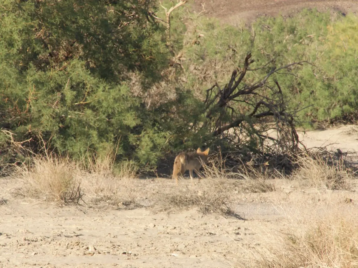 Death Valley mit Kind - Koyote