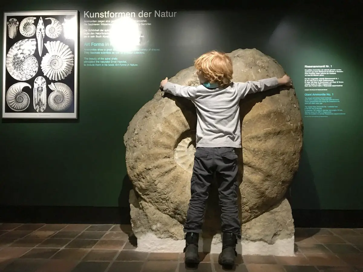 Stralsund mit Kindern - Ammoniten im Meeresmuseum mit Kind