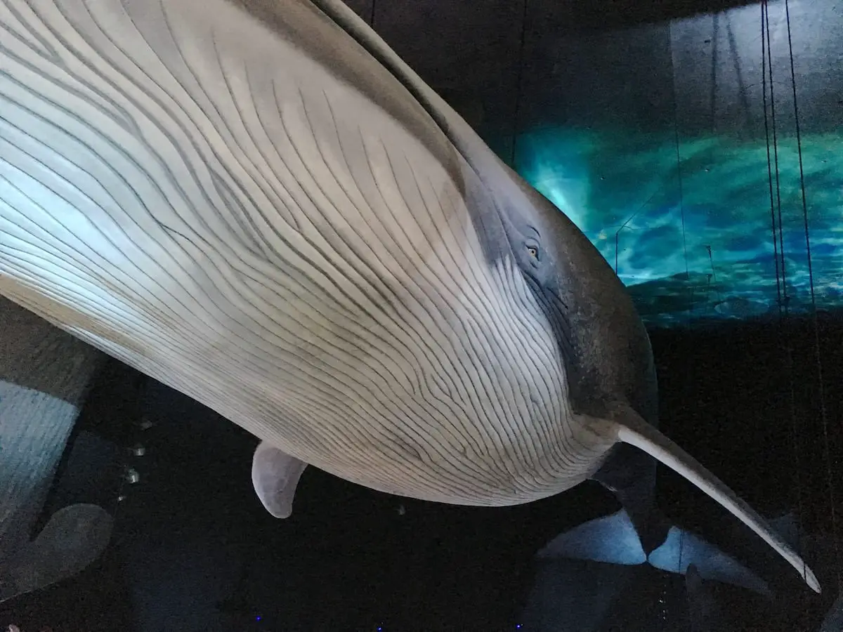 Stralsund mit Kindern - lebensgroße Wale im Ozeaneum