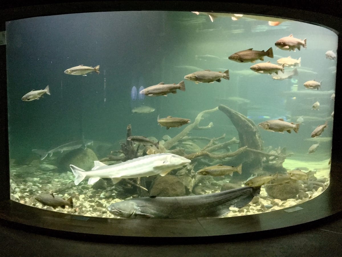 Stralsund mit Kindern - Großes Aquarium im Ozeaneum