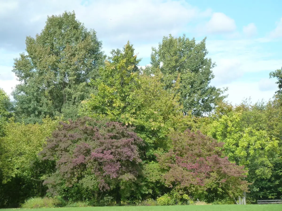 Bäume spenden Schatten im Volkspark Hasenheide bei der Städtereise Berlin mit Kindern