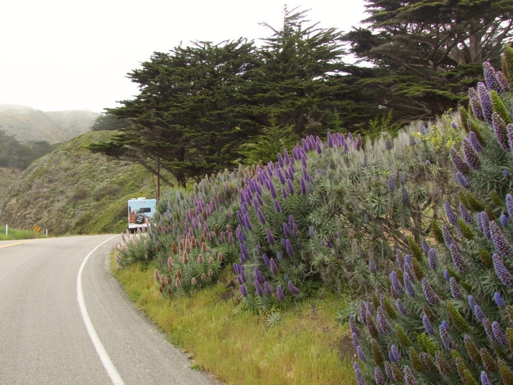 Auf dem Highway No.1 durch die USA Südwest im Wohnmobil vorbei an Lupinen am Straßenrand zwischen dicht bewachsenen Hügeln in mystischer Nebelstimmung