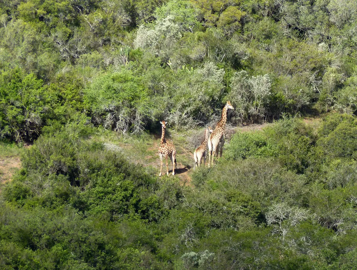 Südafrika Roadtrip mit Kindern - Giraffen zum Empfang