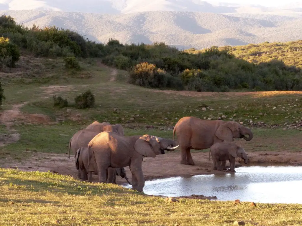 Elefanten bei der Safari in Südafrika mit Kindern