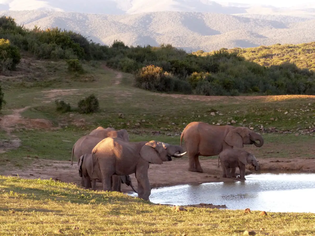 Elefanten bei der Safari an der Garden Route mit Kindern