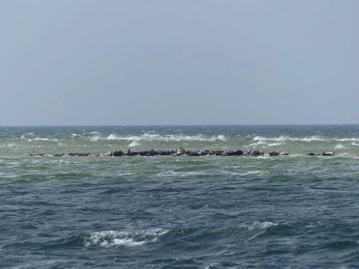 Weltnaturerbe Wattenmeer Seehundbank