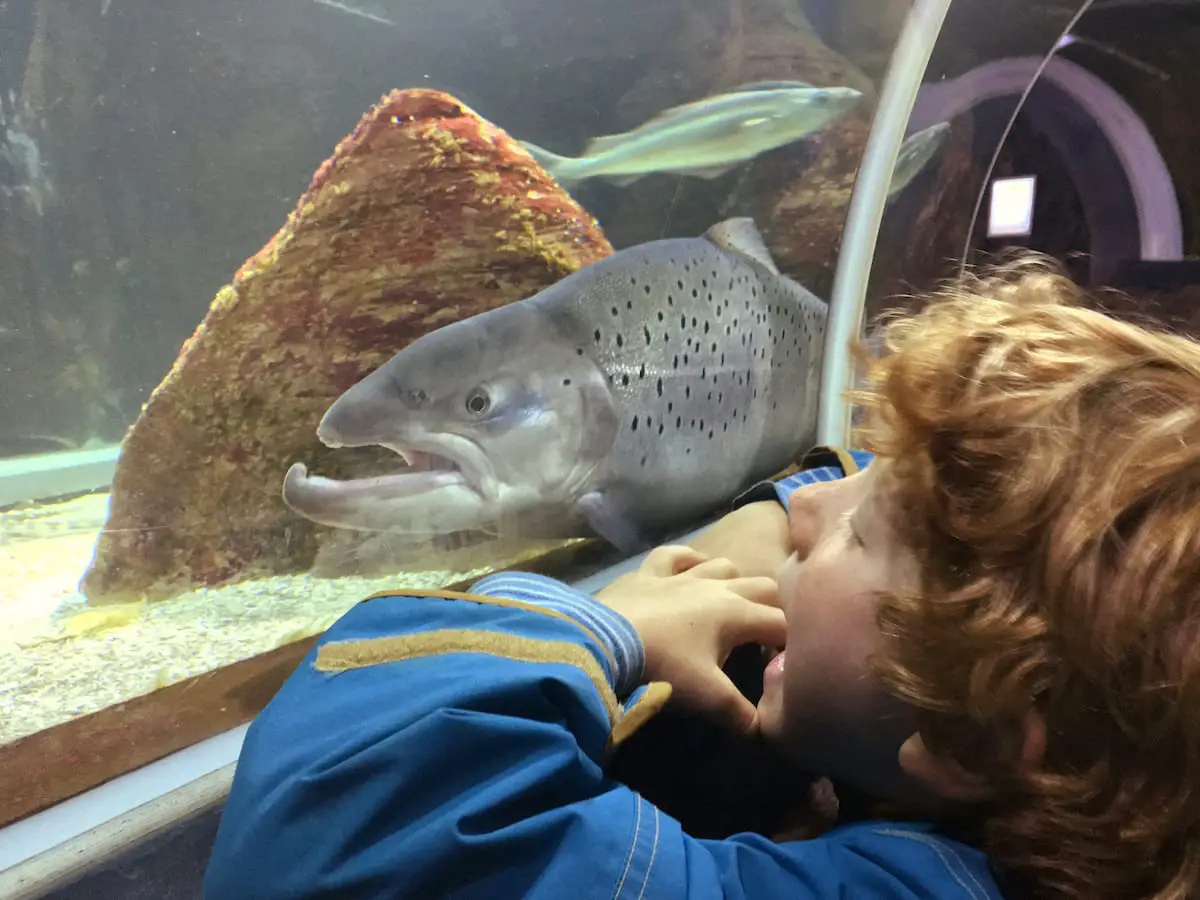 Sylt Aquarium - Ausflugsziele an der Nordsee mit Kindern