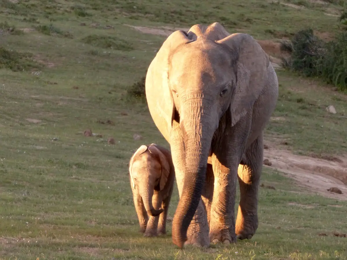 Elefanten bei der Safari mit Kindern im Addo Elephant Park