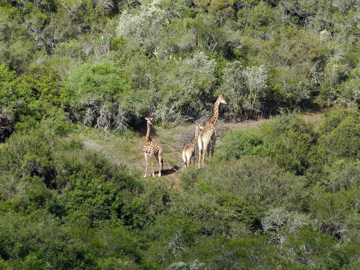 Giraffen auf der Pure Nature Lodge - Safari mit Kindern im Addo Elephant Park