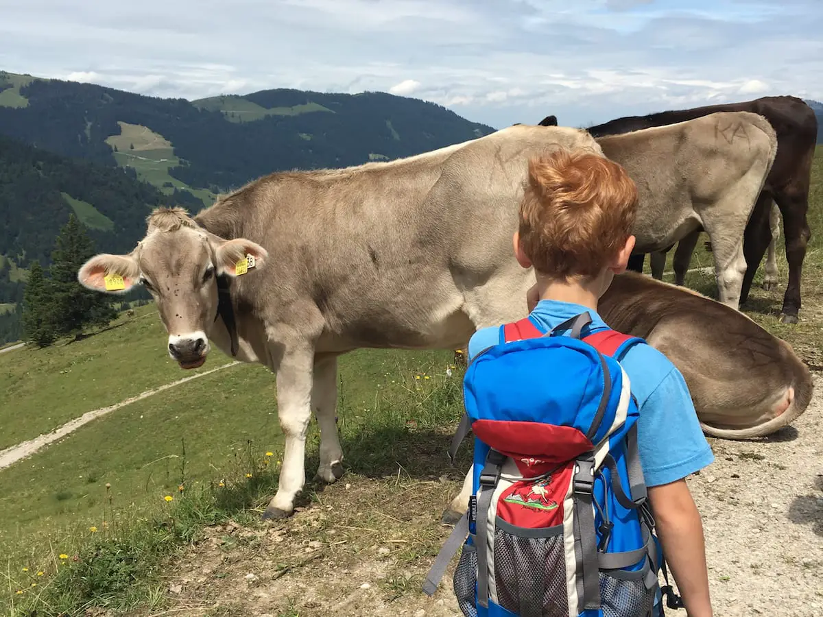 Kind trifft kühe beim Wandern im Allgäu