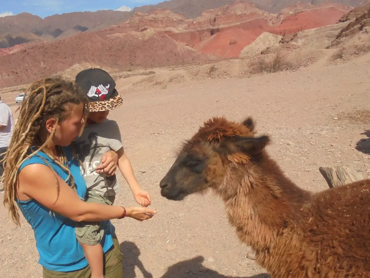Lama füttern beim Backpacken mit Kind in Südamerika