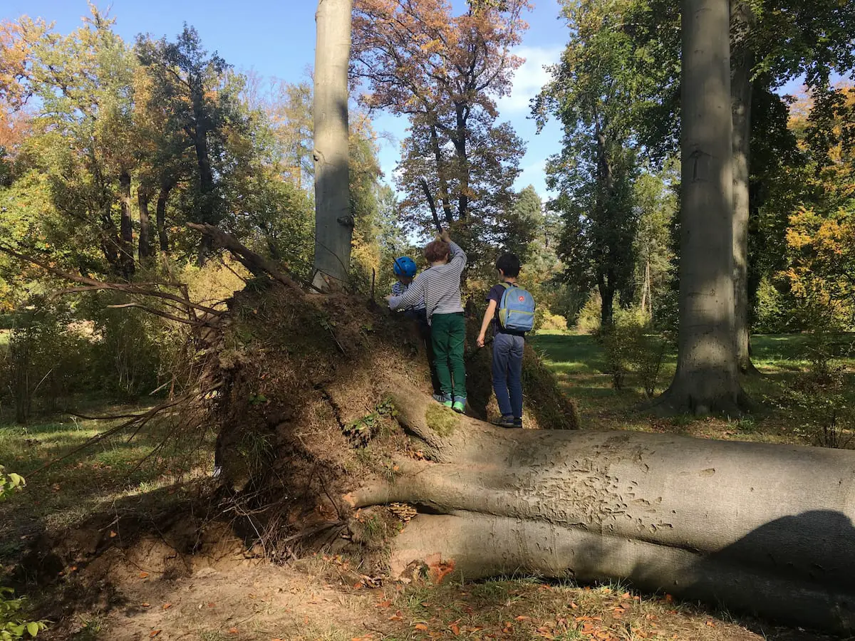 umgestürzter Baum beim Familien - Ausflug in den Park Babelsberg in Potsdam