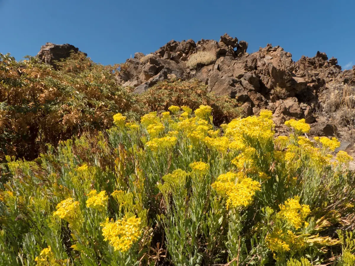 Teneriffa Wandern mit Kind - Botanischer Garten im Teide Besucherzentrum El Portillo