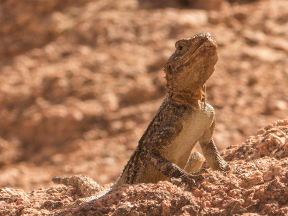 Jordanien Wadi Rum Gecko