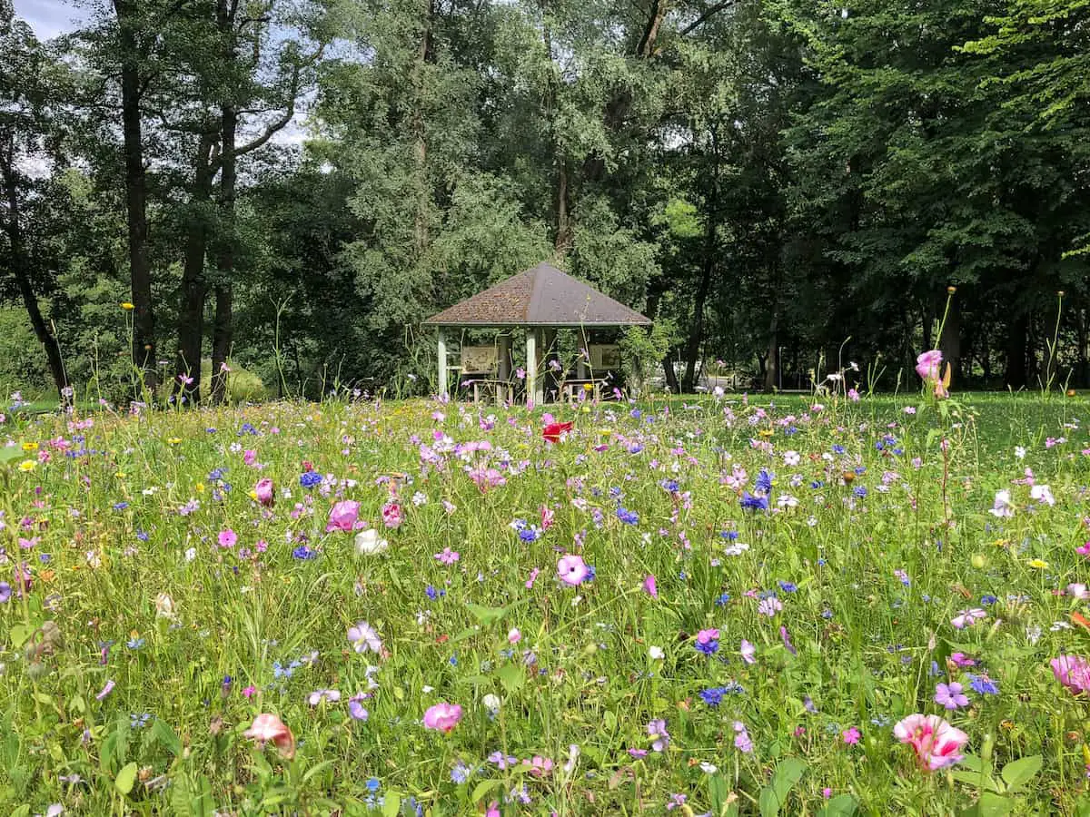 Blumenwiese in Bad Alexandersbad