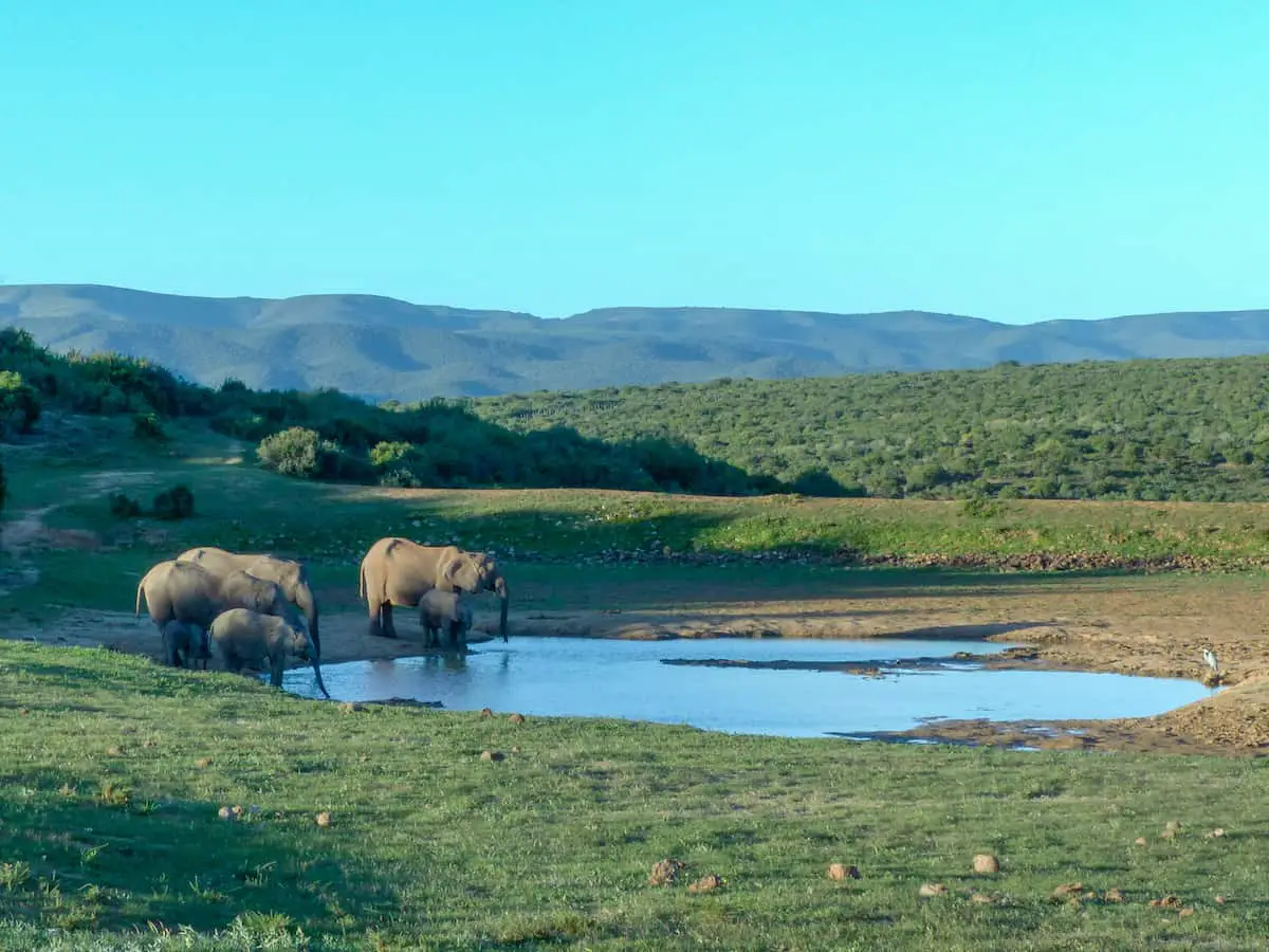 Südafrika mit Kindern - Elefantensichtung auf Safari