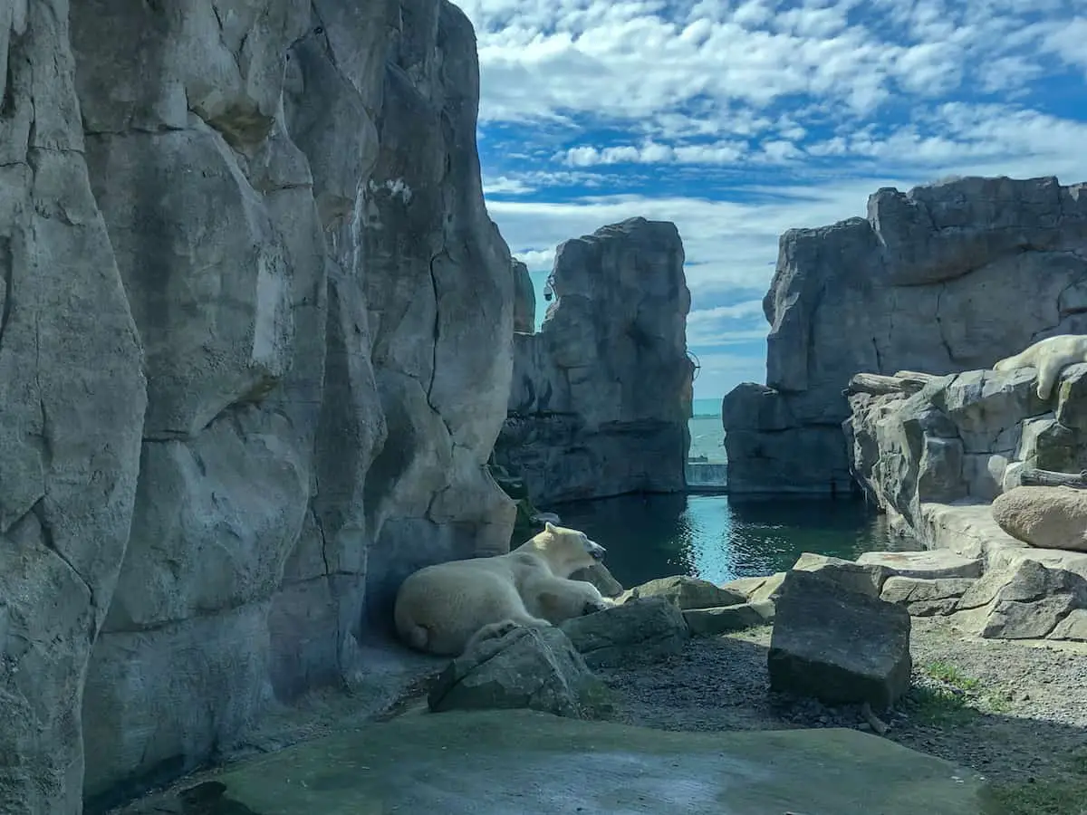 Eisbär im Zoo am Meer Bremerhaven