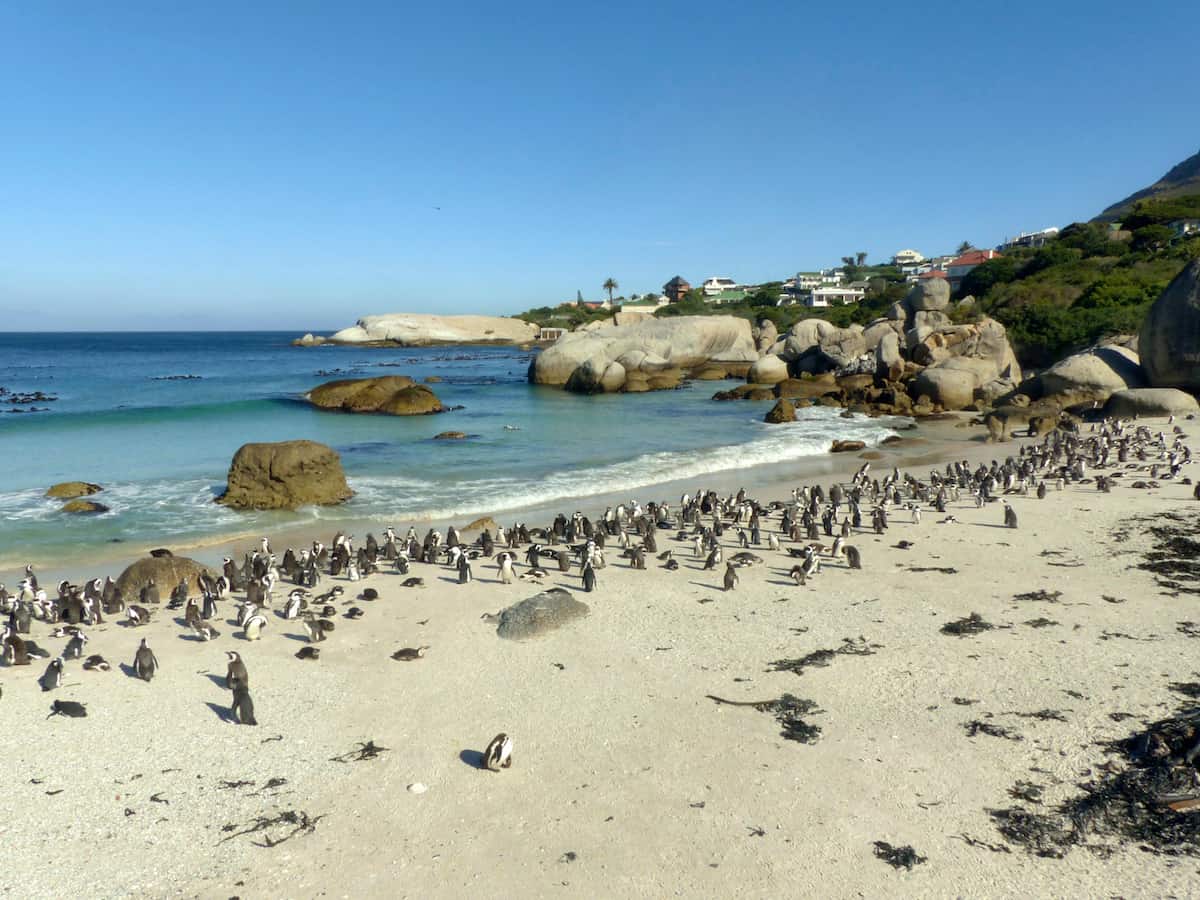 Kapstadt Ausflüge - Pinguine Boulders Beach
