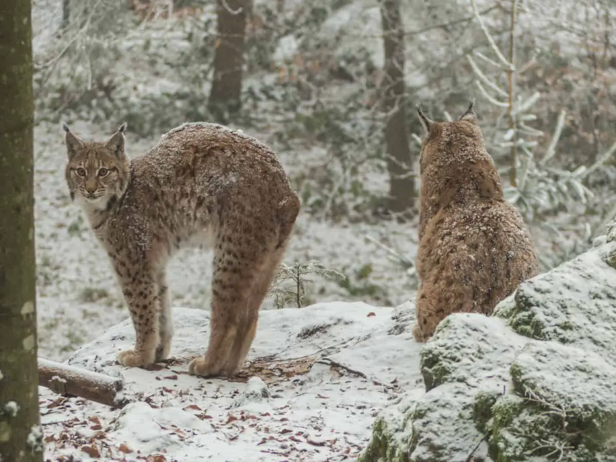 Bayerischer Wald im Winter - Luchse im Tierfreigehege am Lusen