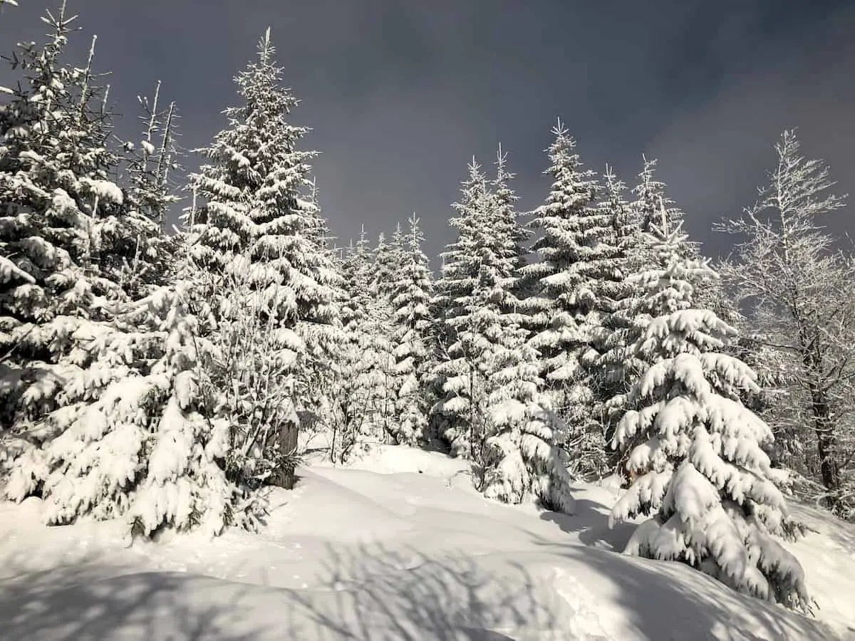 Bayerischer Wald im Winter - verschneite Bäume