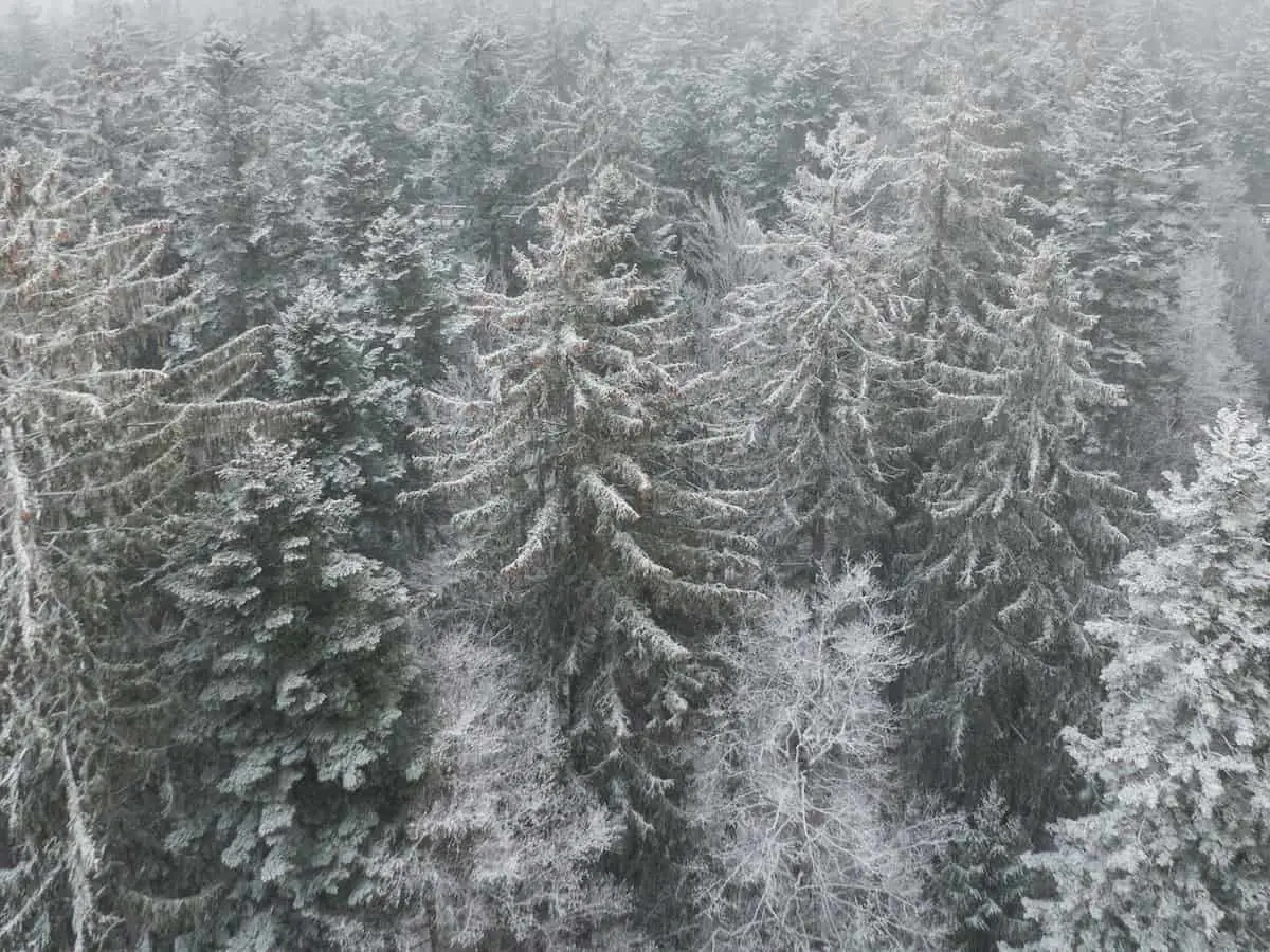 Bayerischer Wald im Winter von oben