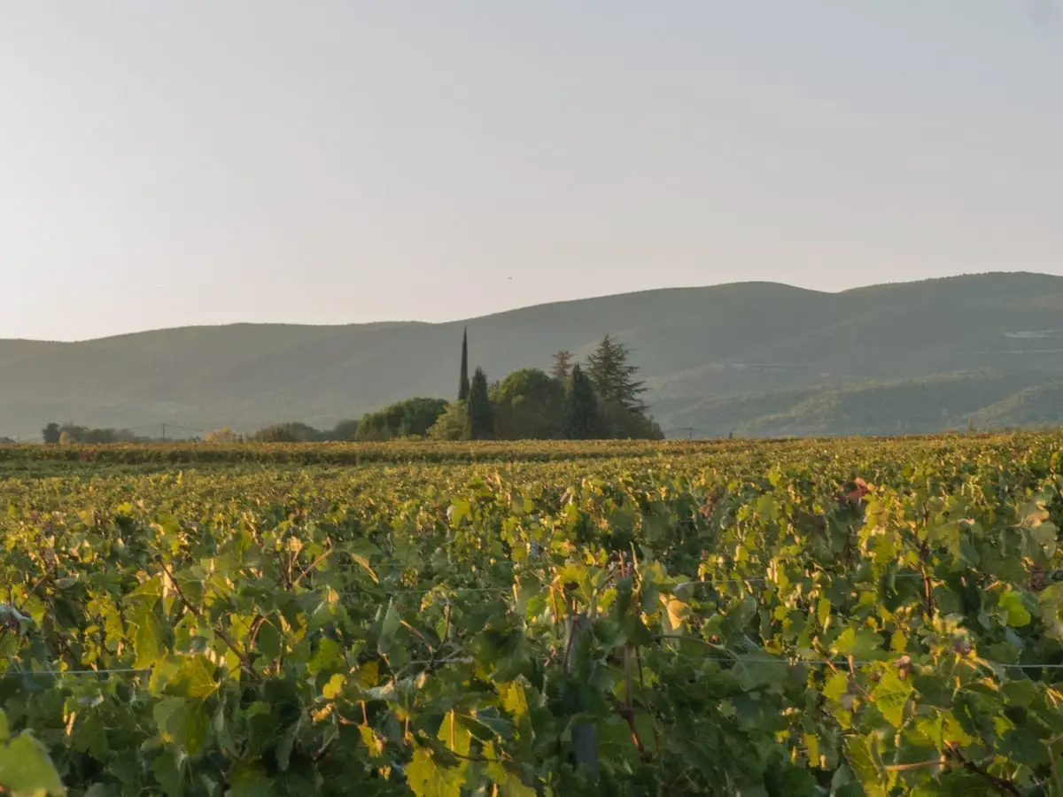 Provence - Weinfelder