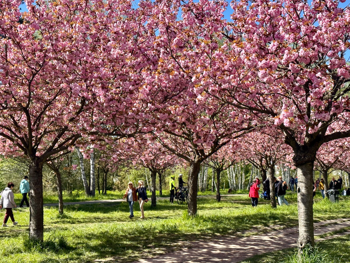 Kirschblüte im Japaneck Berlin 
