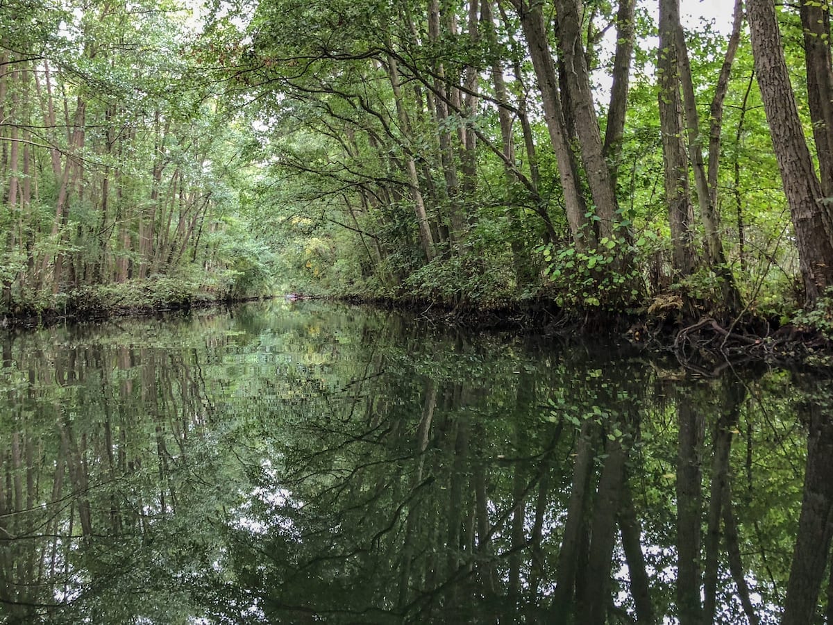 Wasser Wald Wildnis Müritz Nationalpark