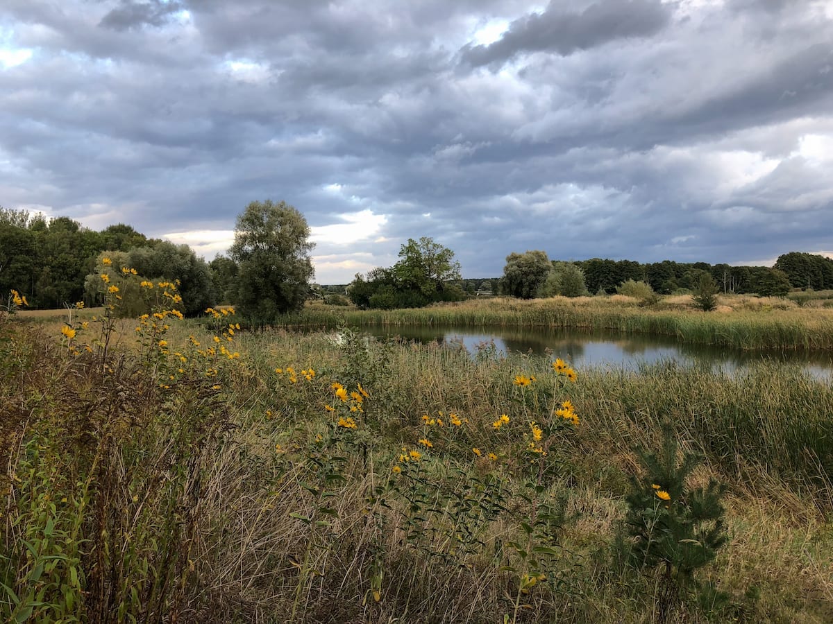 Müritz Nationalpark - Pflanzenvielfalt am Fischerlehrpfad Boek