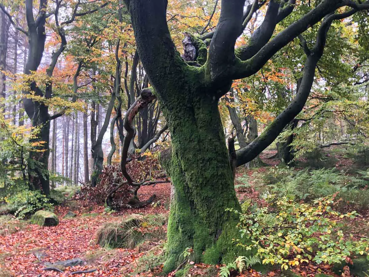 Teutoburger Wald im Herbst: Buchenhain am Velmerstot