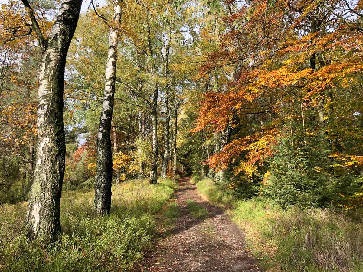 Sonniger Wanderweg im Teutoburger Wald im Herbst