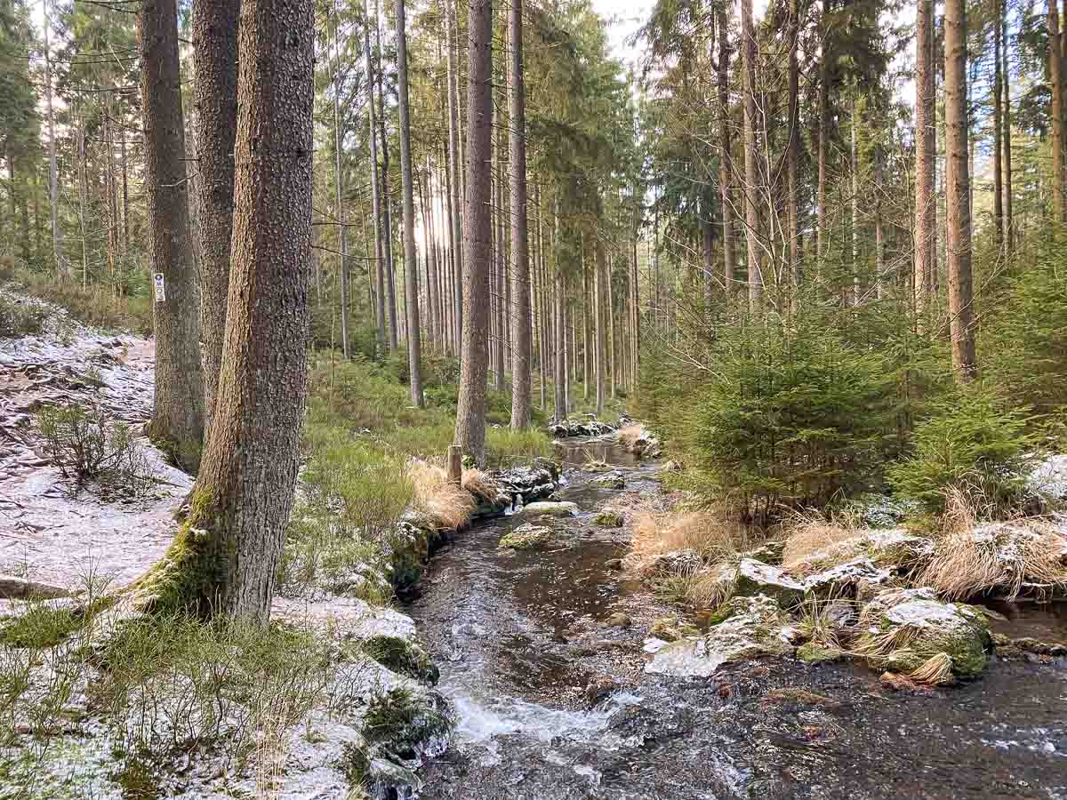 Ein kleiner Bach fließt durch einen Wald mit hohen Fichten im Fichtelgebirge. Der Boden ist leicht mit Schnee bestäubt, der Bach bildet Eiszapfen aus.