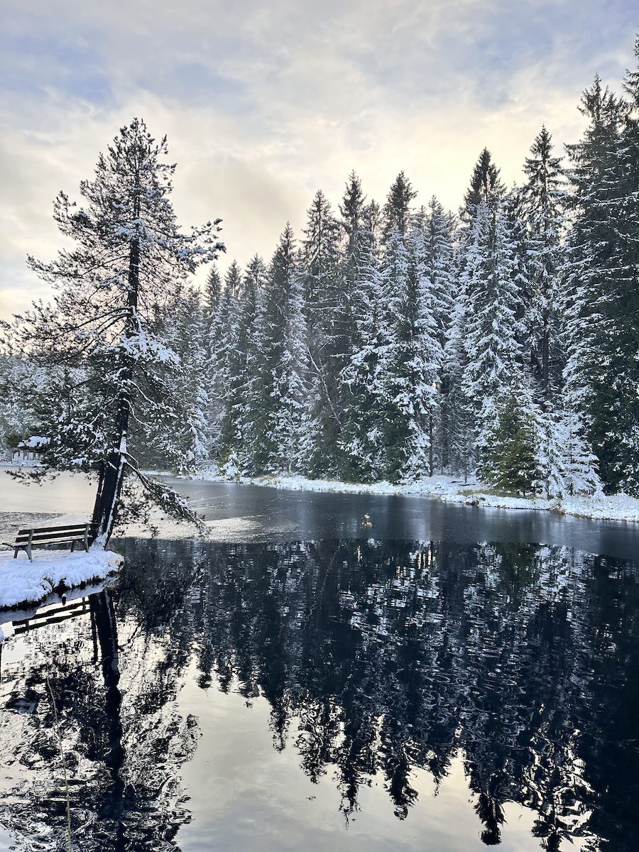 Ein tief verschneiter Fichtenwald spiegelt sich in einem Moorsee. Auf einer Landspitze steht eine Bank unter einer großen Fichte.