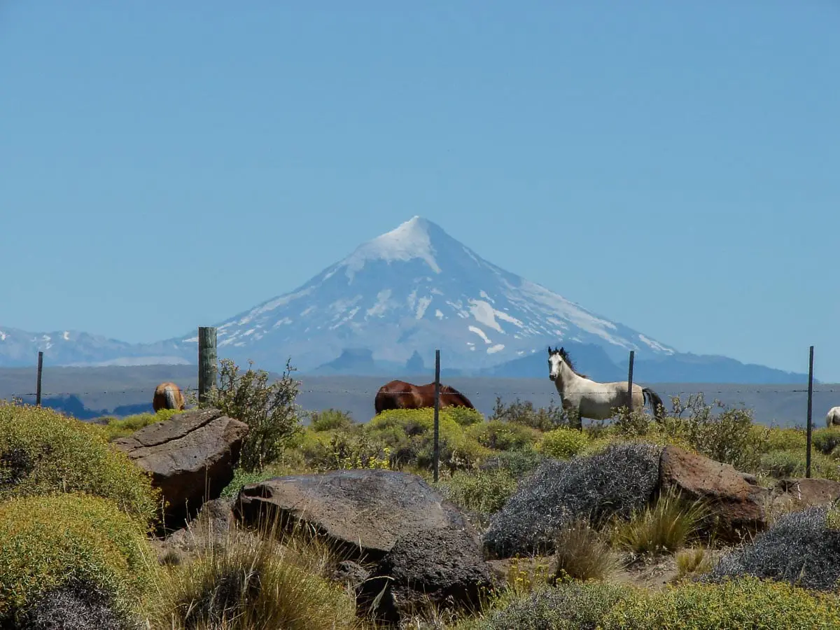 Pferde in der Pampa vor Vulkan