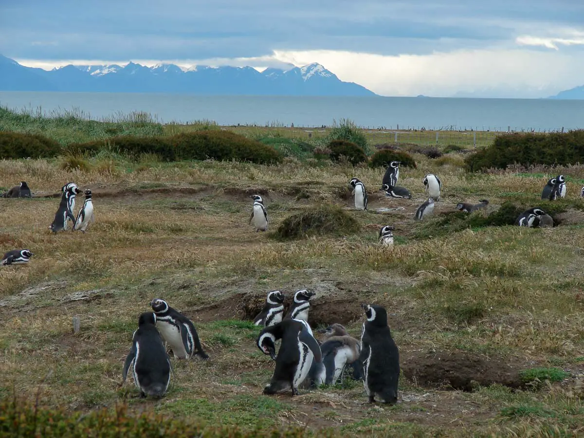 Pinguine bei Punta Arenas