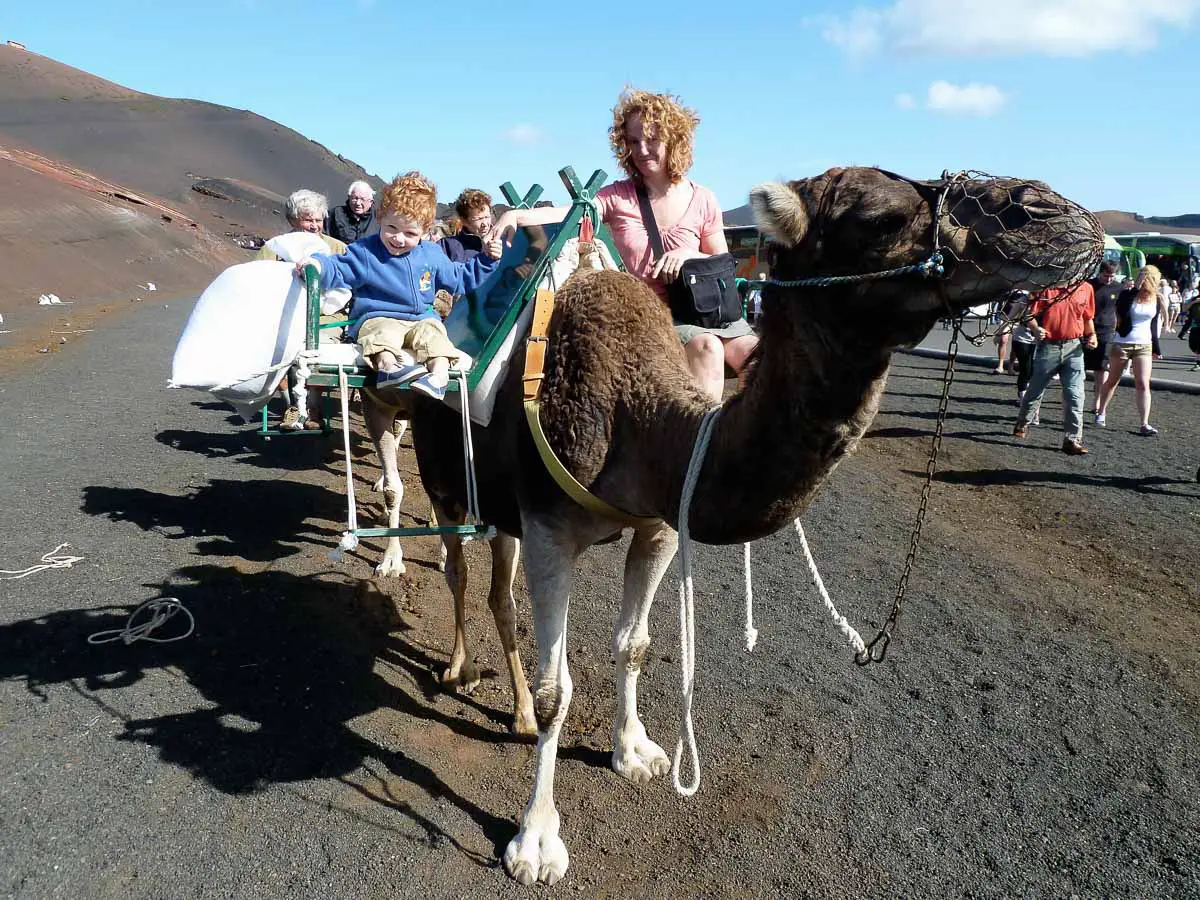Kamelreiten auf Lanzarote im Timanfaya Nationalpark
