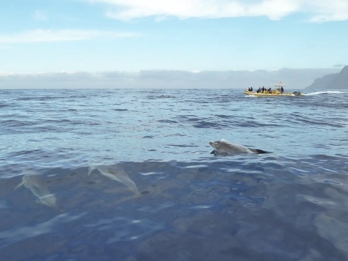 Delfine vor der Küste der Kanarischen Insel La Gomera