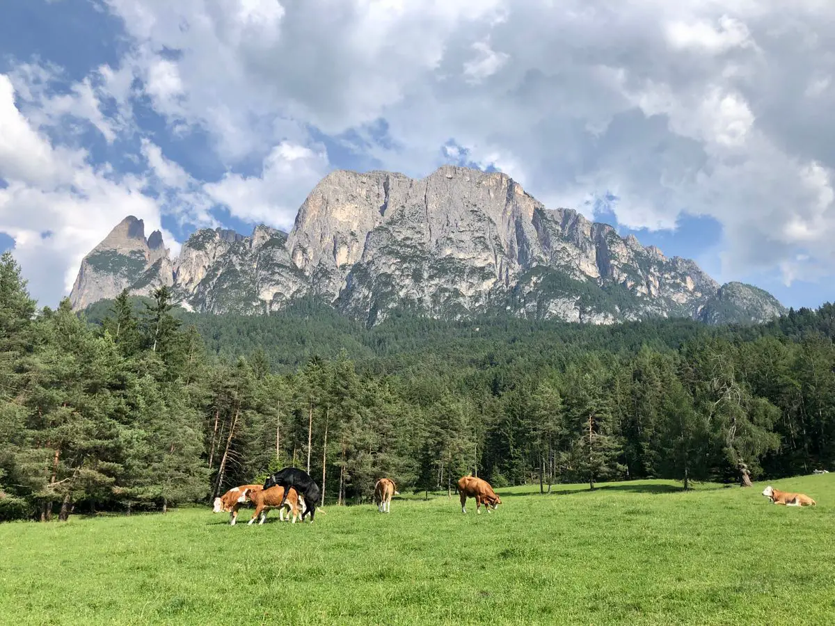 Almwiese mit Kühen vor dem Schlernmassiv in Südtirol an der Seiser Alm