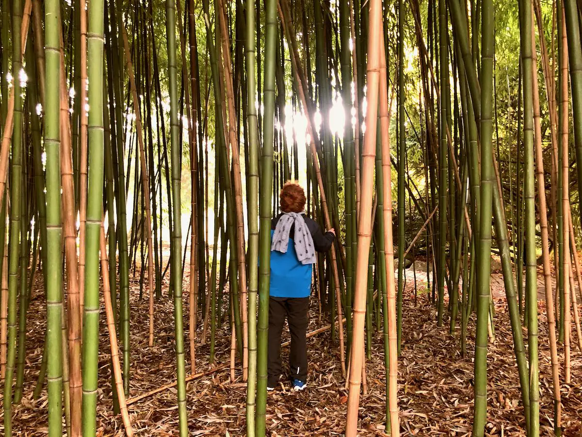 Kind im Bambuswald im Herzogenriedpark MAnnheim