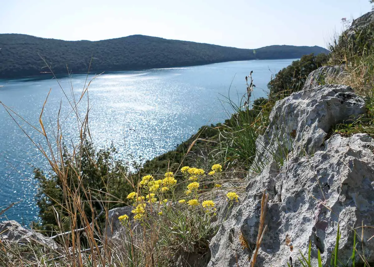 Blick auf den Limfjord in Istrien mit Blumen und Felsen im Vordergrund