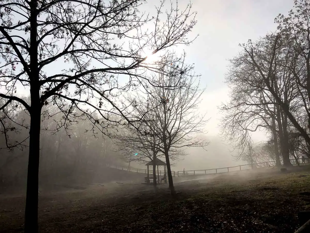 Nebel in einer Talsenke zwischen Bäumen 