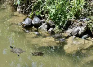 Wasserschildkröten in einem Brunnen in Venedig