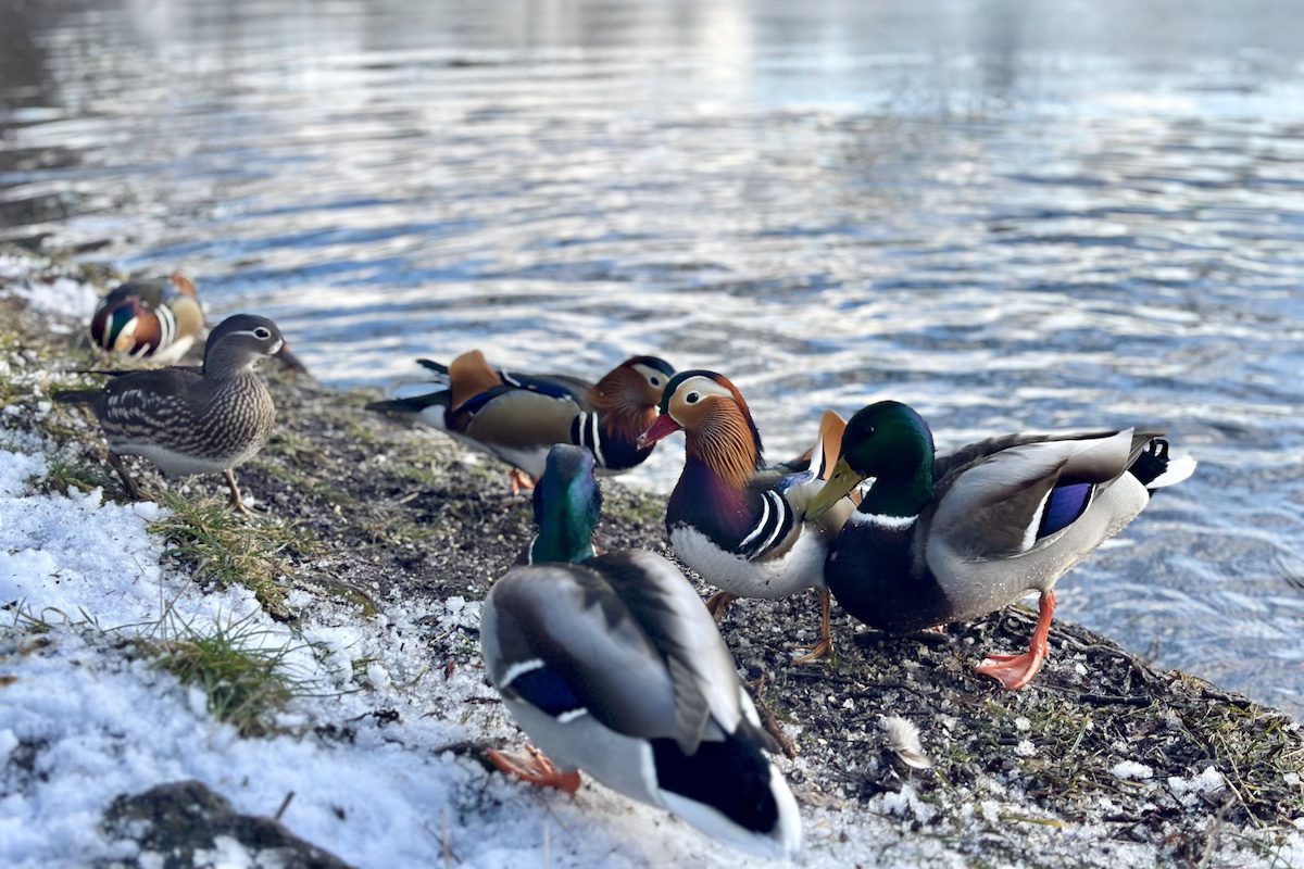 Mehrere, auch exotische Enten stehen am verschneiten Ufer des Schlachtensee, der halb zugefroren ist.