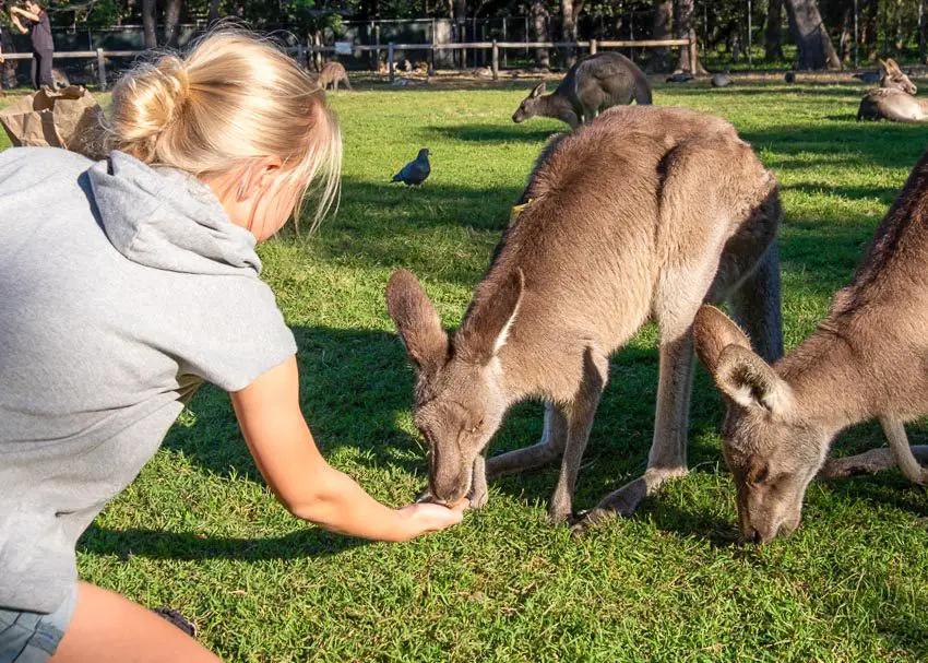 Ein Kind auf Fernreise nach Australien füttert Kängurus