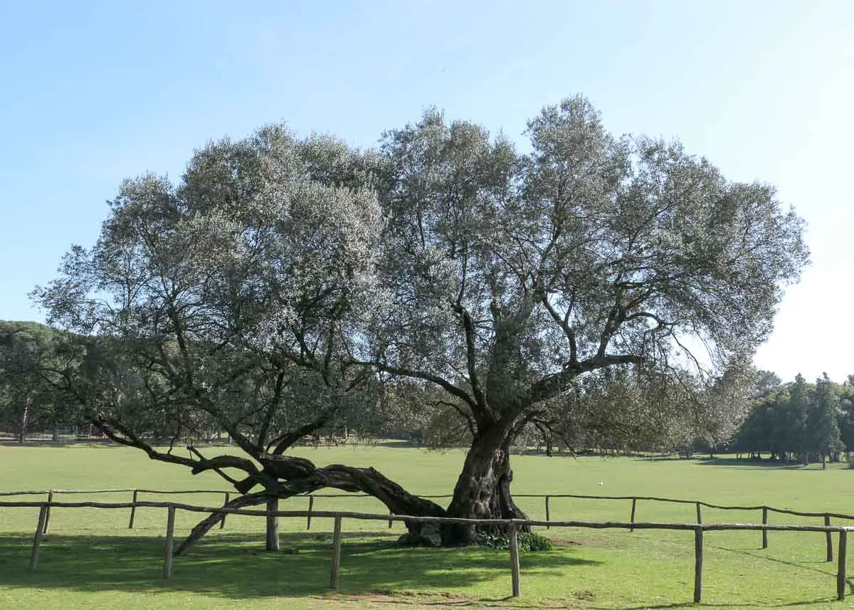 1000 jähriger Olivenbaum im kroatischen Nationalpark Brijuni (Istrien)