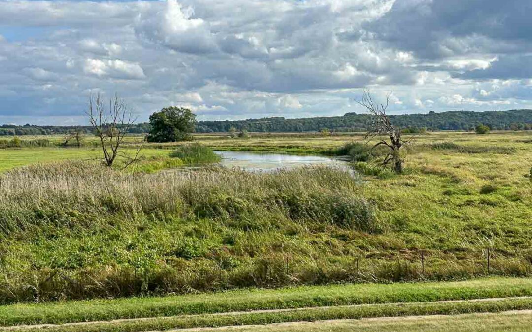 Nationalpark Unteres Odertal: Wandern, Paddeln und Radfahren am Fluss