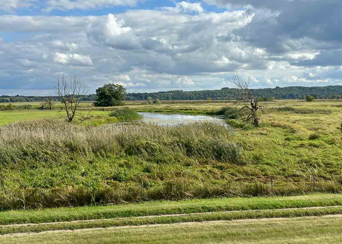 Ein kleiner Teich, umgeben von hohem Gras, Bäumen und offenen Feldern unter einem bewölkten Himmel im Nationalpark Unteres Odertal, mit einem Feldweg im Vordergrund.